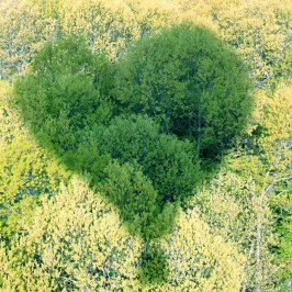 hot air balloon shadow